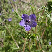 pholistoma auritum